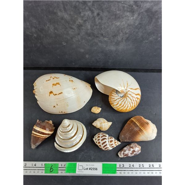 Various Sea Shells