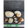 Image 1 : Various Sea Shells