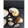 Image 3 : Various Sea Shells