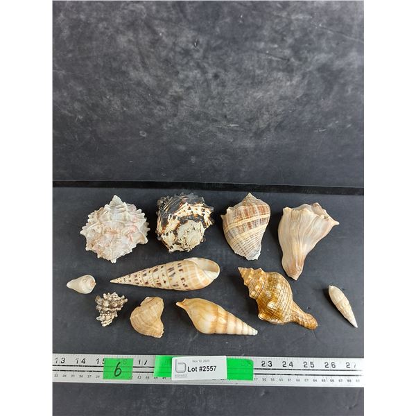Various Sea Shells