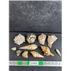 Image 1 : Various Sea Shells