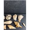 Image 3 : Various Sea Shells