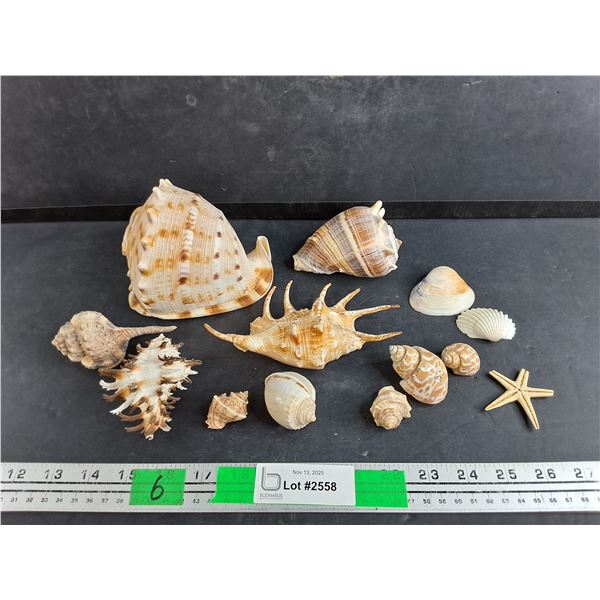 Sea Star & Various Sea Shells