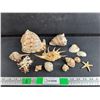 Image 1 : Sea Star & Various Sea Shells
