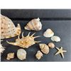 Image 3 : Sea Star & Various Sea Shells