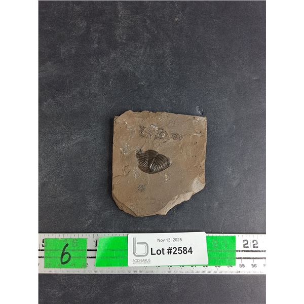 ^Fossils from Ordovician Period of the Paleozoic Era - Approx 450m Years Ago, Cannot Authenticate