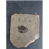 Image 2 : ^Fossils from Ordovician Period of the Paleozoic Era - Approx 450m Years Ago, Cannot Authenticate
