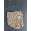 Image 3 : ^Fossils from Ordovician Period of the Paleozoic Era - Approx 450m Years Ago, Cannot Authenticate