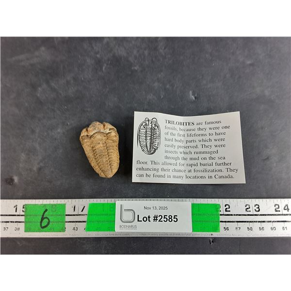 ^Trilobite Fossil - Authenticity Not Guaranteed