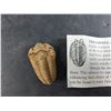 Image 3 : ^Trilobite Fossil - Authenticity Not Guaranteed