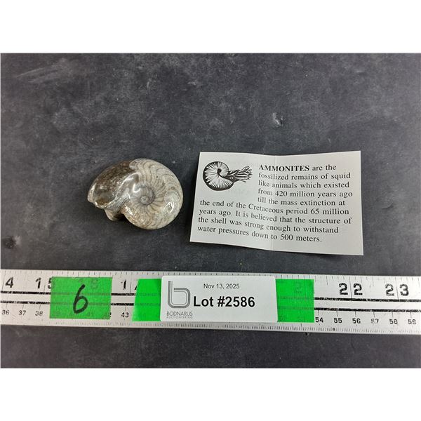 ^Ammonite Fossil - Authenticity Not Guaranteed