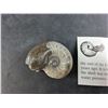 Image 2 : ^Ammonite Fossil - Authenticity Not Guaranteed