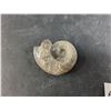 Image 3 : ^Ammonite Fossil - Authenticity Not Guaranteed