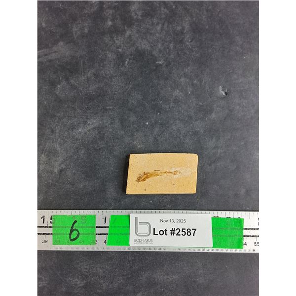 ^Small Fossil Fish from the Green River Formation Era - Authenticity Not Guaranteed