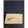 Image 2 : ^Small Fossil Fish from the Green River Formation Era - Authenticity Not Guaranteed