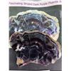 Image 2 : 260g Fascinating Striped Dark Purple Fluorite Board 5" x 4" - Cannot Authenticate