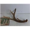 Image 3 : Saskatchewan Licence Plate, Antler