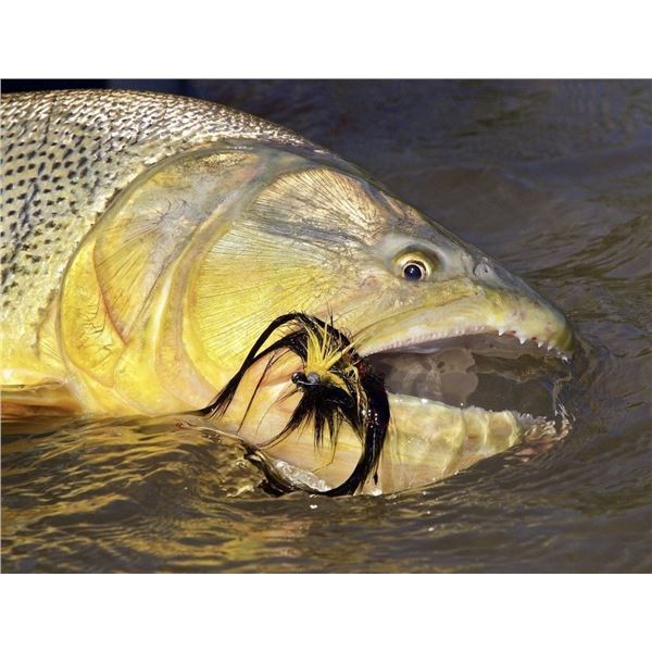 Golden Dorado Fishing and Wild Boar Hunting in Argentina with Catena Safaris