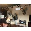 Image 10 : South Africa Hunt with Liam Urry Safaris