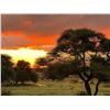 Image 12 : South Africa Hunt with Liam Urry Safaris