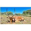 Image 3 : South Africa Hunt with Liam Urry Safaris