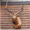 Image 2 : Ray Weins Taxidermy