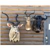 Image 3 : Ray Weins Taxidermy