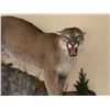 Image 4 : Ray Weins Taxidermy