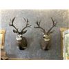 Image 5 : Ray Weins Taxidermy