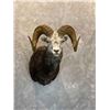 Image 6 : Ray Weins Taxidermy