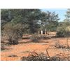Image 8 : Namibian Hunt