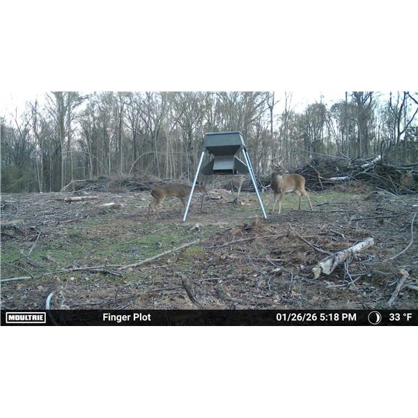 Whitetail hunt in Alabama