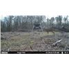 Image 2 : Whitetail hunt in Alabama
