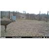 Image 3 : Whitetail hunt in Alabama