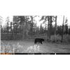 Image 4 : Black Bear Hunt in Northwest Territories