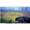 Image 5 : Black Bear Hunt in Northwest Territories