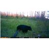 Image 6 : Black Bear Hunt in Northwest Territories