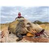 Image 7 : Plains game hunt with Diekie Muller Safaris.