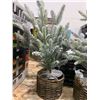 Image 3 : 3 Artificial Frosted Pine Trees in Wicker Baskets