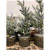 Image 4 : 3 Artificial Frosted Pine Trees in Wicker Baskets