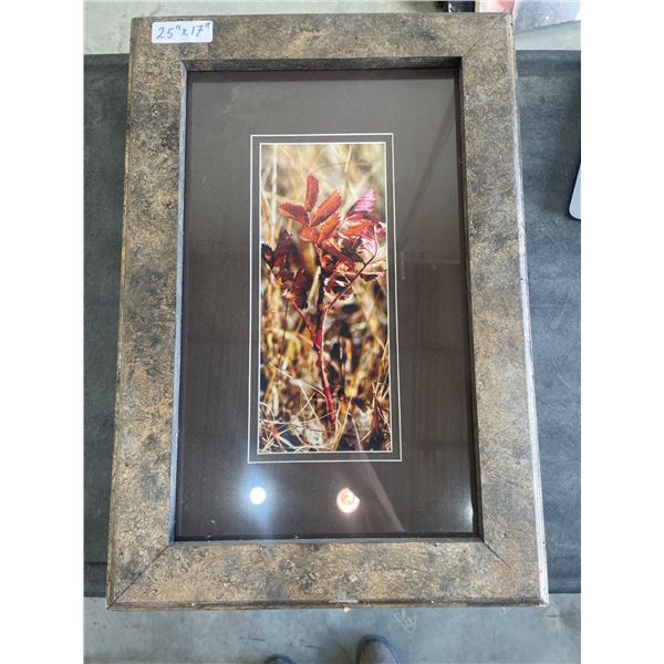 Framed Photograph Depicting Autumnal Plant Scene with Dimensions 25×17 Inches