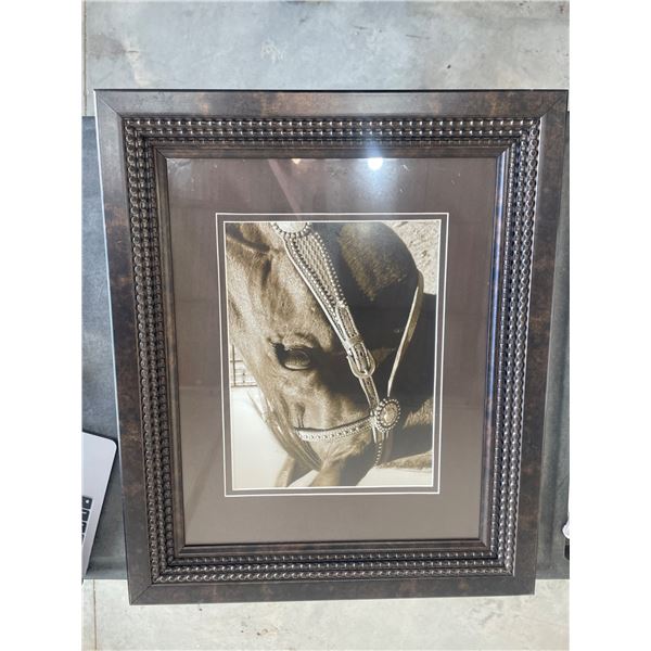 Framed Photograph Of A Horse With Decorative Harness 25 x 21 Inches