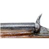 Image 12 : UNKNOWN BELGIAN | Model: Single Shot | Caliber: 5.5 FLOBERT