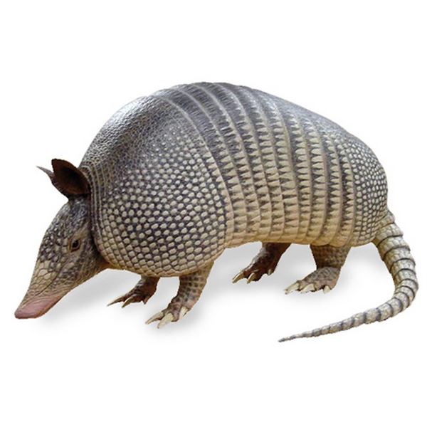 Animatronic Armadillo Puppet Movie Props