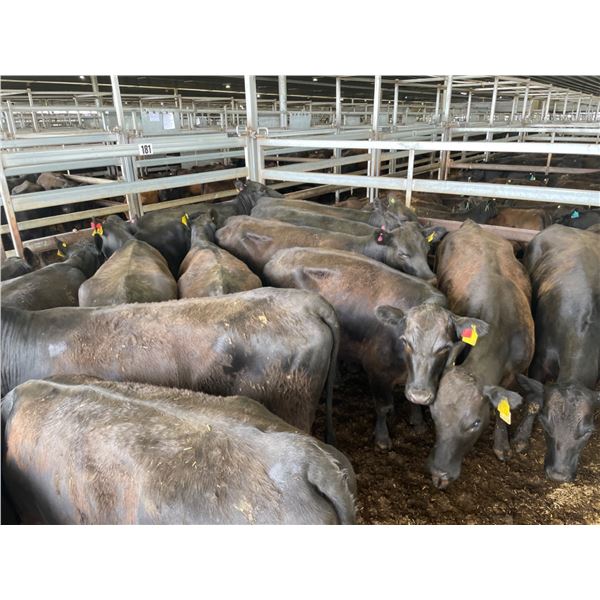 Heifers with CAF by Bannaby Angus Bull