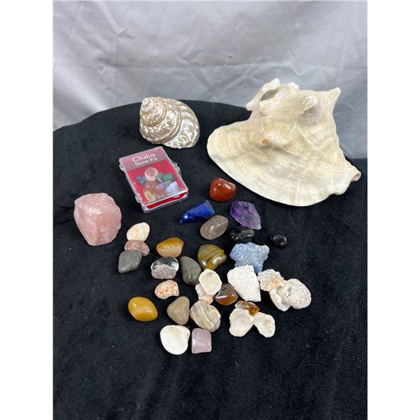 Sea Shells and Assorted Minerals