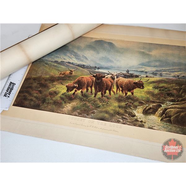 Scottish Highland Cattle Prints (2) (Each Print Measures: 19"H x 23"W) c/w 2 Packing Tubes