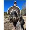 Image 3 : Gould's Turkey Hunt