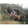 Image 2 : New Zealand Red Stag Hunt with Exclusive Adventures