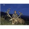Image 4 : New Zealand Red Stag Hunt with Exclusive Adventures